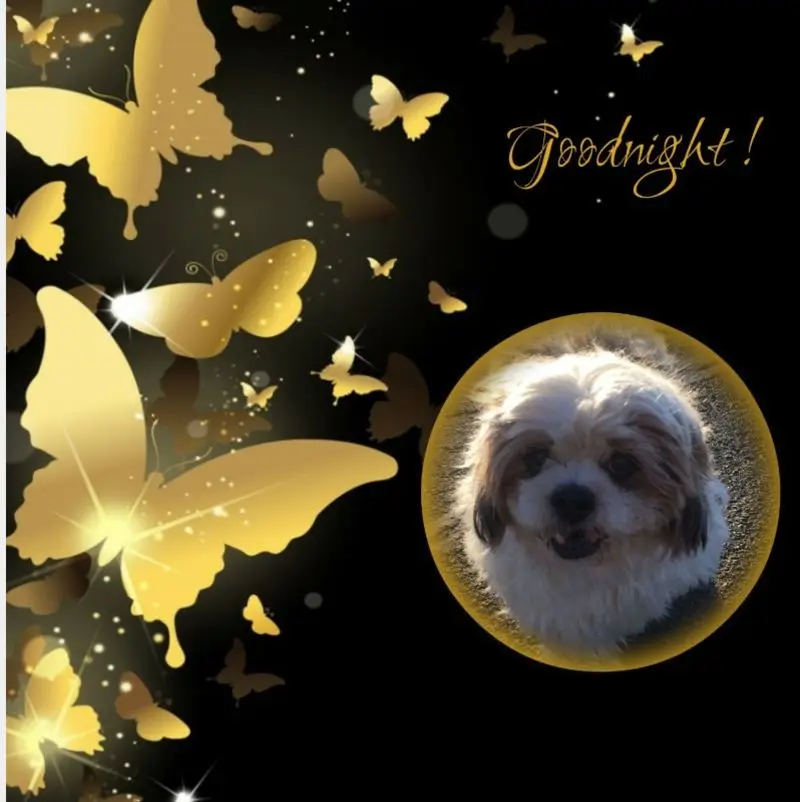 Condolence image of Gute Nacht❤️❤️❤️