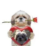 Condolence image of ❤️❤️❤️❤️❤️❤️❤️❤️❤️❤️❤️❤️❤️❤️