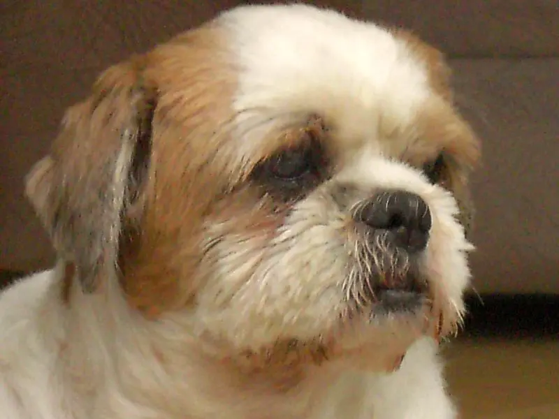 Condolence image of Frauchen