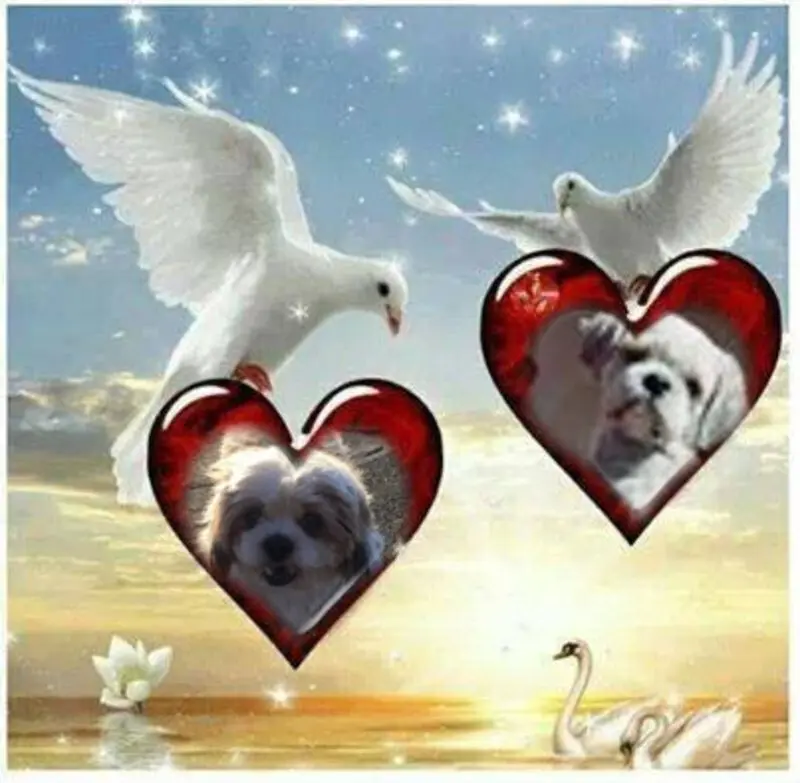 Condolence image of DANKE SCHON❤️❤️❤️