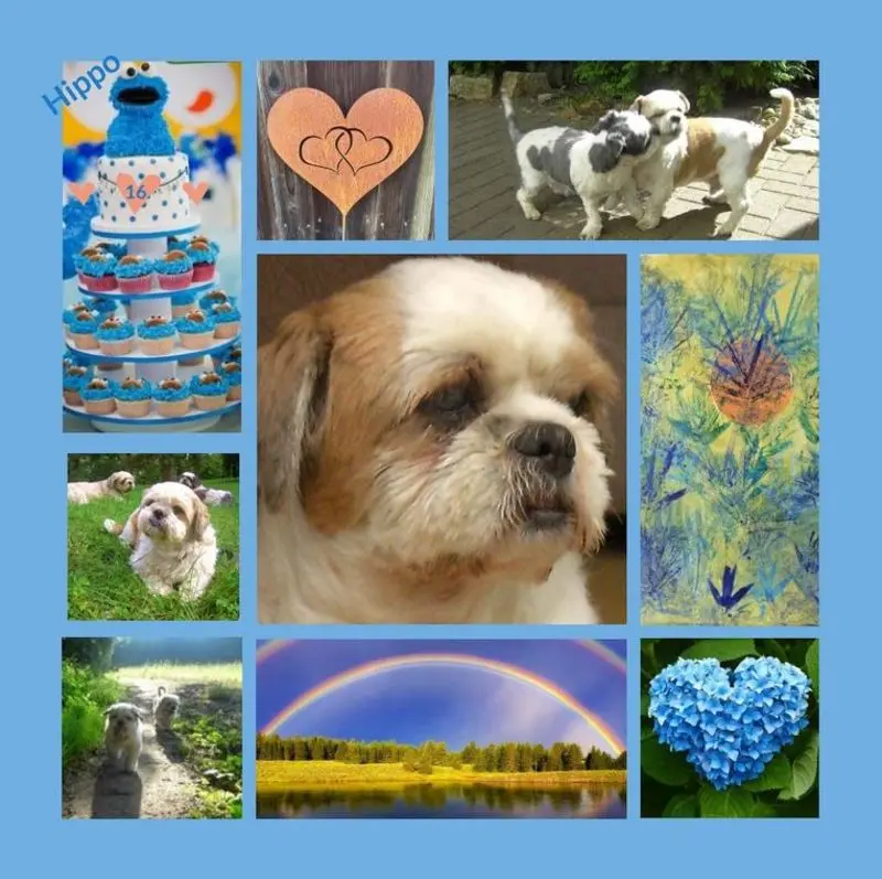 Condolence image of Rosen zum 16. Geburtstag