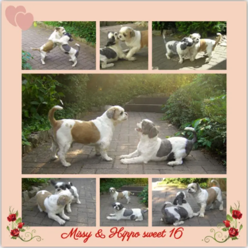 Condolence image of Rosen für Dich lieber Hippo zum 9 Adoptionstag