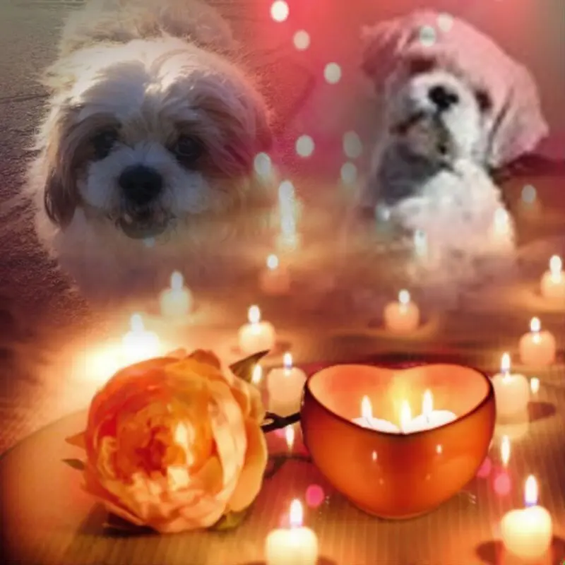 Condolence image of Gute Nacht❤️❤️❤️