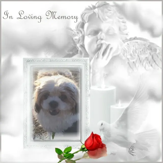 Condolence image of 4.Sternchen❤️Gedenktag❤️