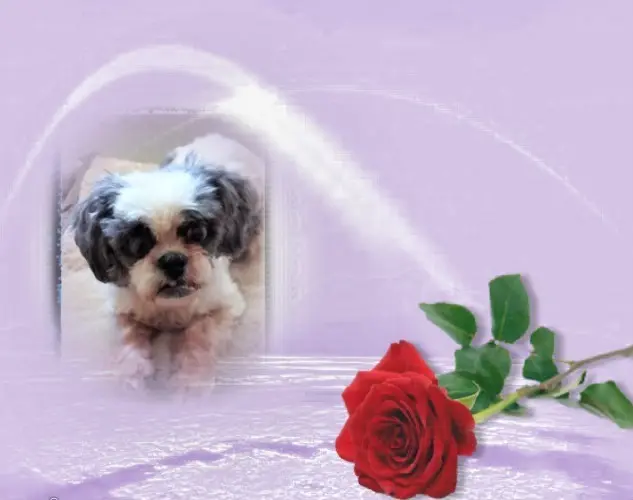 Condolence image of Erste❤️Sonntags❤️Rosen❤️❤️❤️❤️❤️❤️❤️❤️❤️