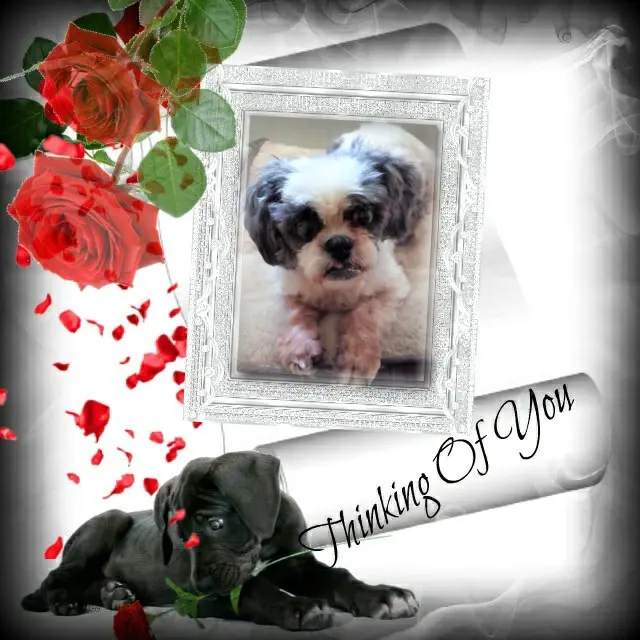Condolence image of Sonntags❤️Rosen❤️❤️❤️❤️❤️❤️❤️❤️