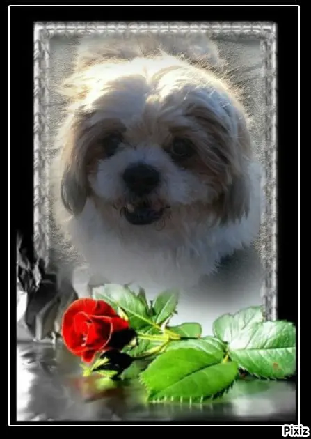 Condolence image of Tanja mit Timmy im Herzen