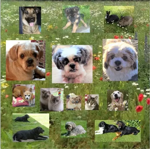 Condolence image of Seit 11 Wochen wieder zusammen!