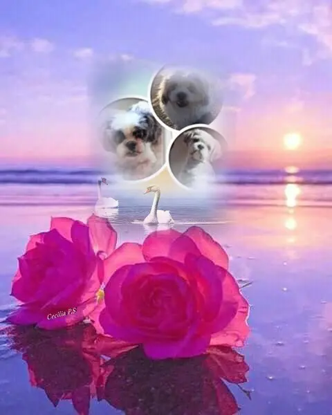 Condolence image of Sonntags❤️Rosen❤️❤️❤️❤️❤️❤️❤️❤️