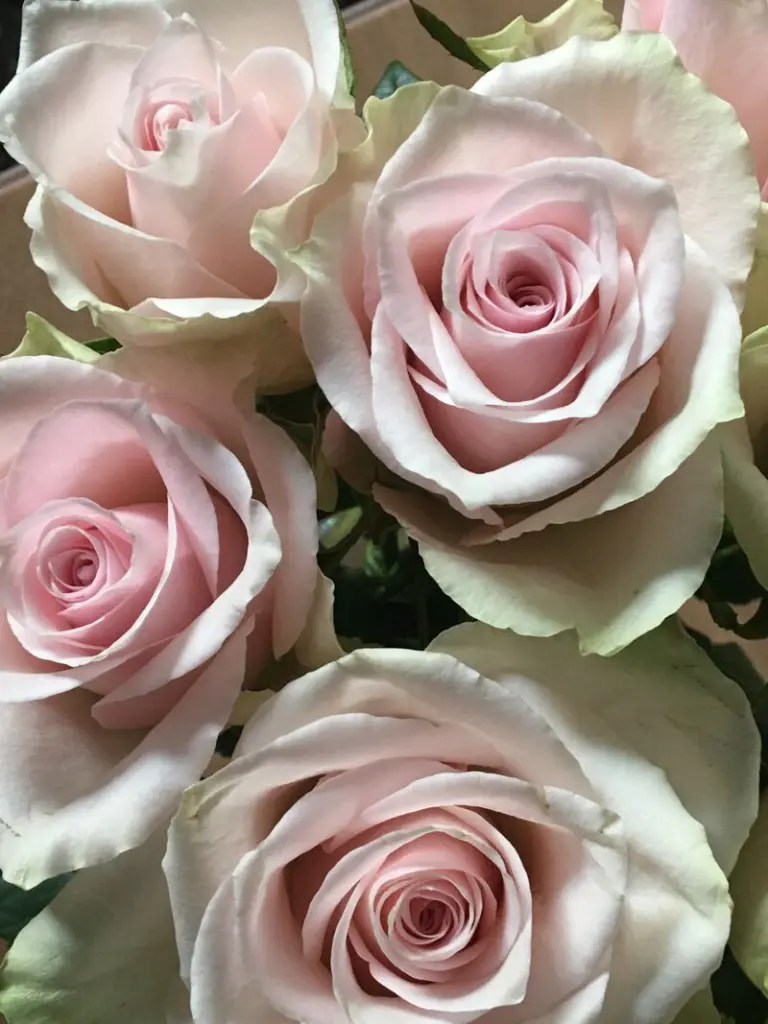 Condolence image of ❀ ´¯`*•.¸¸ Rosen für ❤️ Hippo ❀ ´¯`*•.¸¸