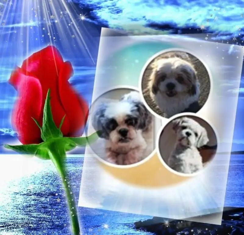 Condolence image of Meeresrosen für Euch zur 21. Sternchen-Woche ❀✰♥¸.•*¨*•.¸❀✰