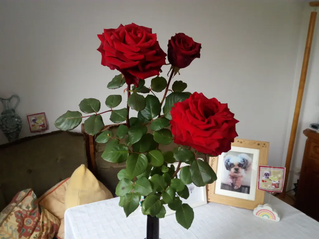 Condolence image of Zum Geburtstag