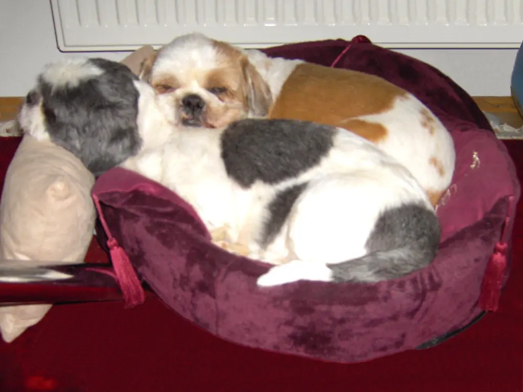 Condolence image of Ein Traum von Dir und Missy