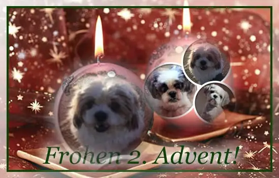Condolence image of 2.Advent❤❤Rosen❤❤❤❤❤❤❤❤