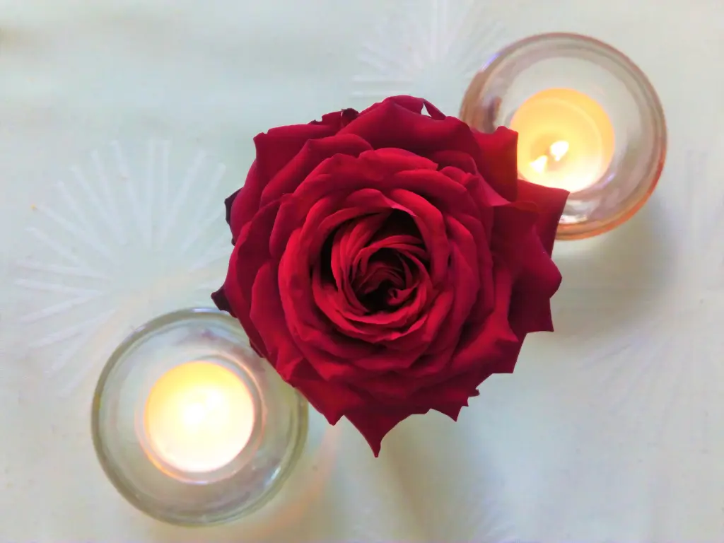 Condolence image of Rosen zum Wiederzusammensein seit 50 Wochen ❀✰♥