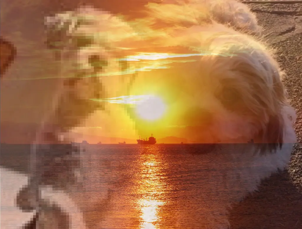 Condolence image of Ein Rosenmeer für Dich