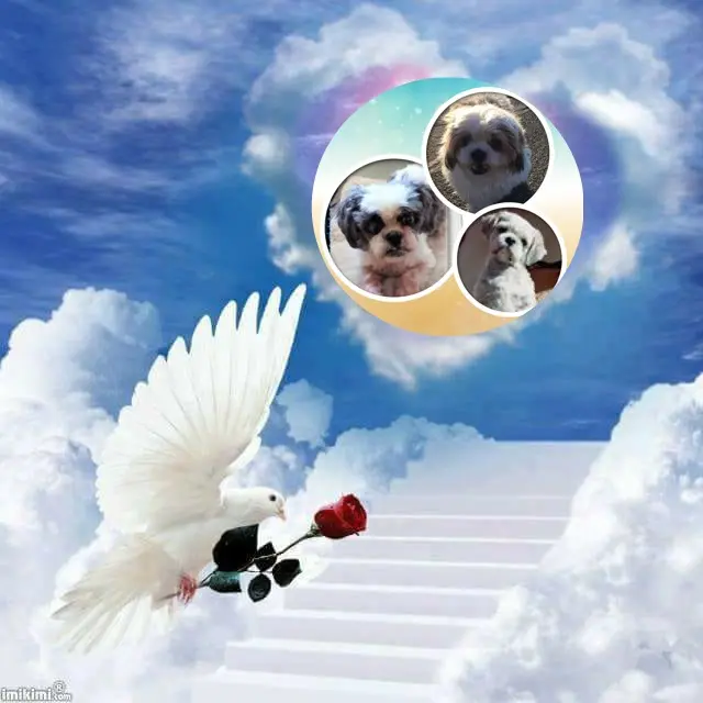 Condolence image of ❤️❤️❤️❤️❤️❤️❤️❤️❤️❤️❤️❤️