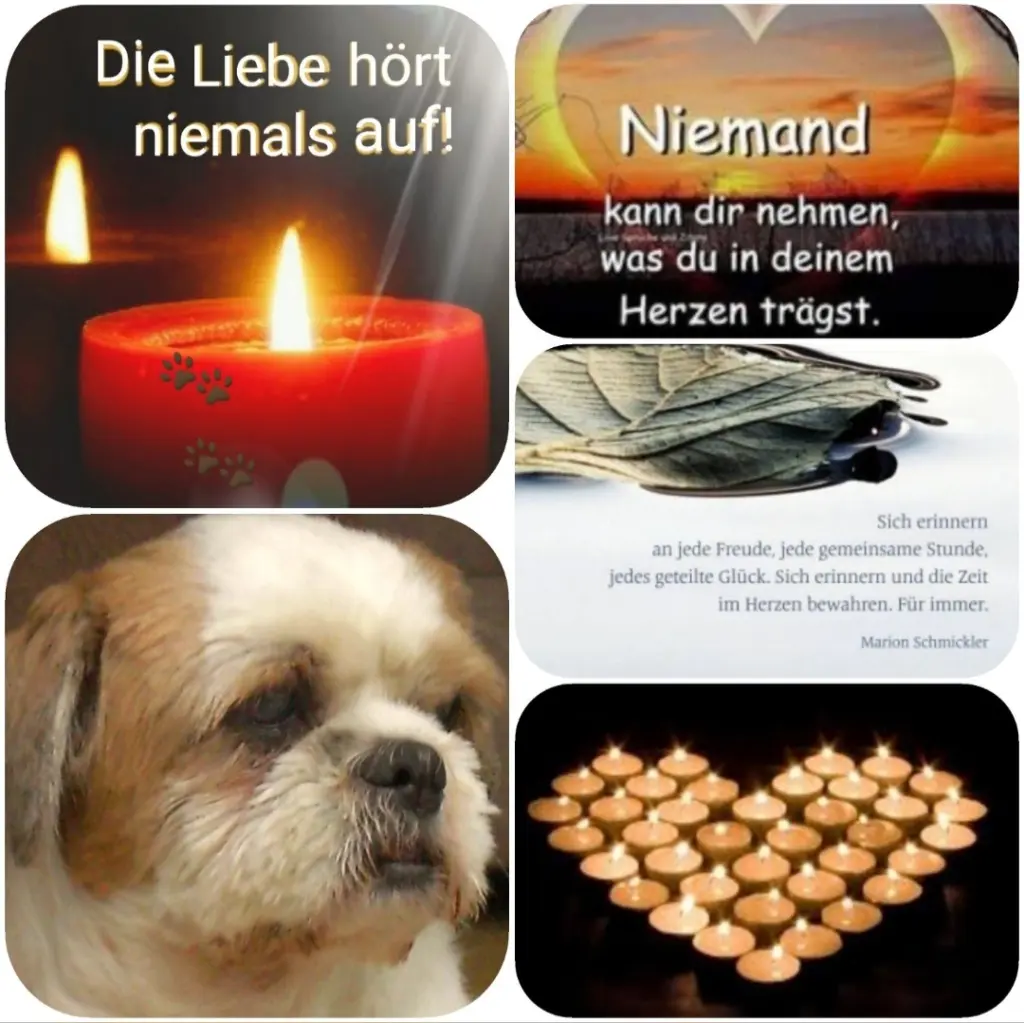 Condolence image of Für Hippo ♥️
