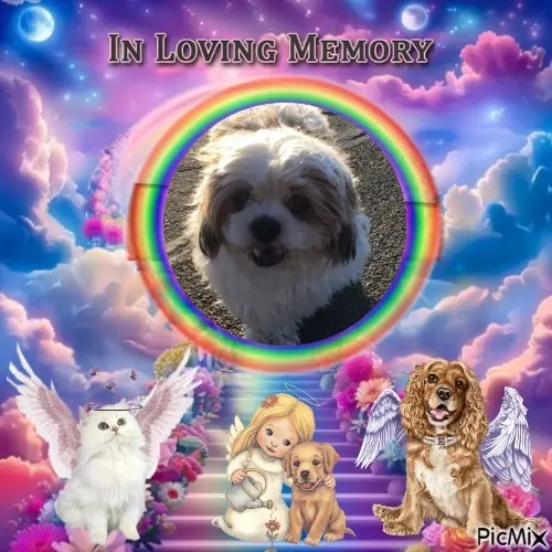 Condolence image of 7. Sternchen⭐️Gedenktag❤️❤️❤️❤️❤️❤️❤️