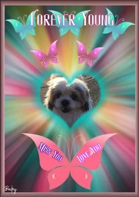 Condolence image of 8.Jahre....Ohne Dich❤️⭐️🐕🙏🙏🙏🫶🫶🫶