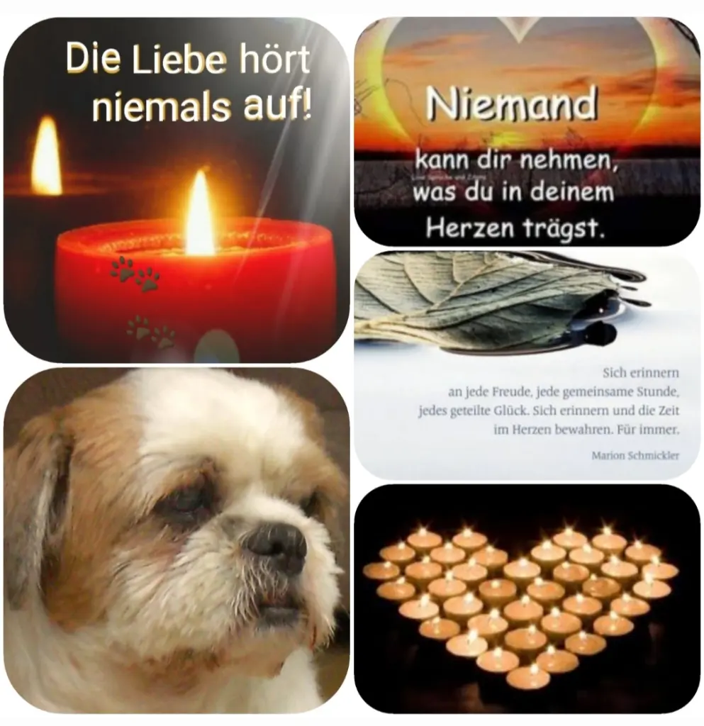Condolence image of Für Hippo zum 8. Sternchengedenktag ♥️