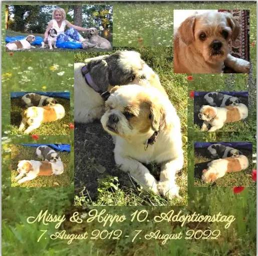 Condolence image of Rosen für Hippo und seine Missy zum ihrem 4. Sternchentag