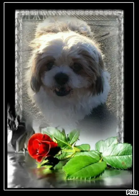 Condolence image of Tanja mit Timmy im 💖🐈🐾