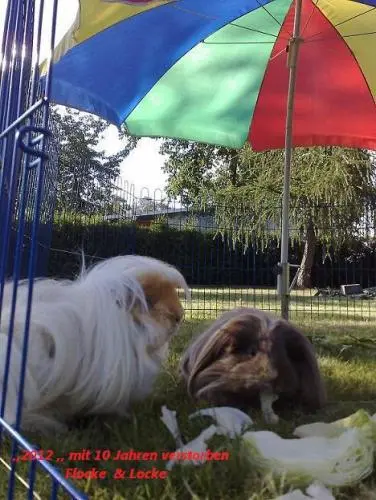 Image from mein Flöckchen und Löckchen