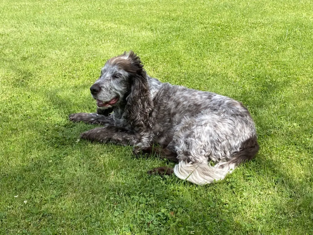 Condolence image of Tanja