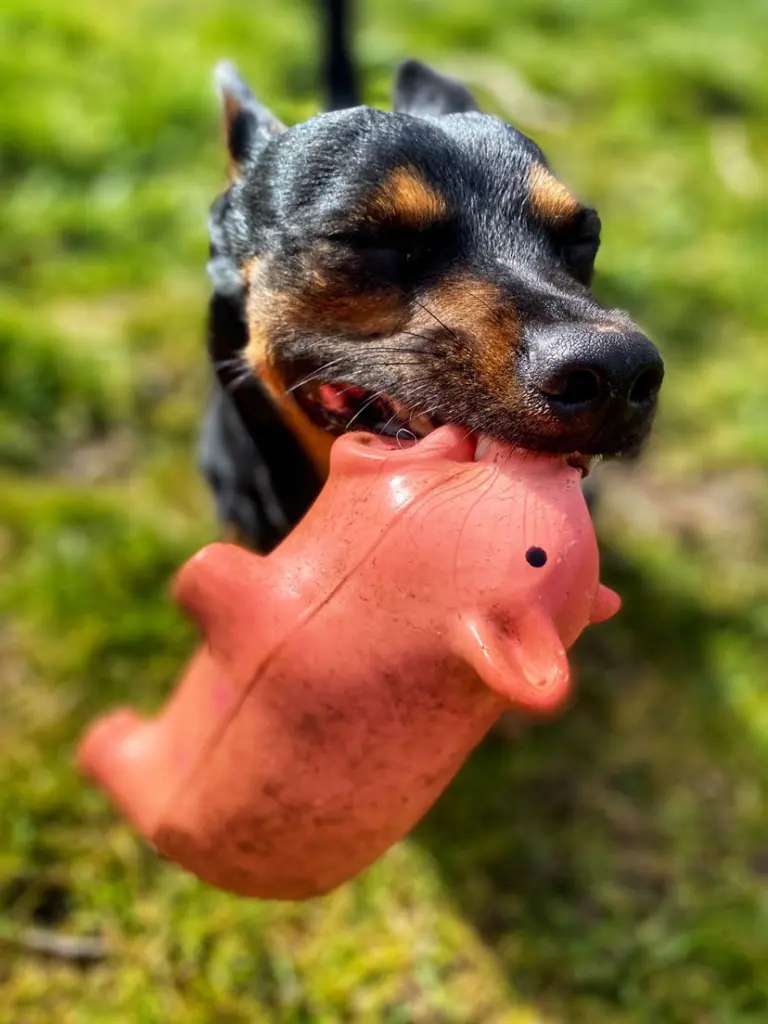 His little piggie