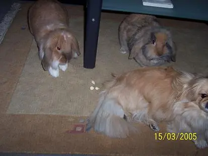 Image from mein süßer Benny  u. mein knuffiger süßer Blissi