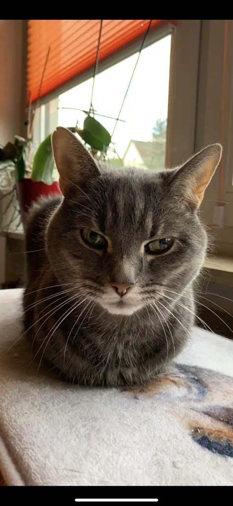 Bild von Teddy