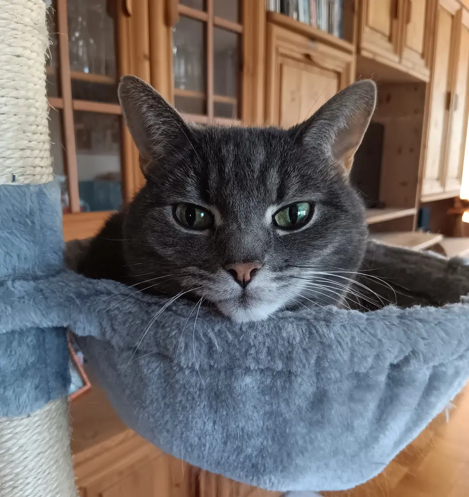 Bild von Teddy
