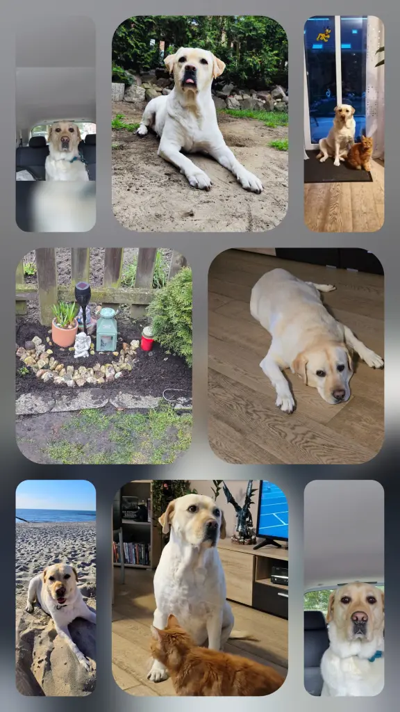Image from Lucky