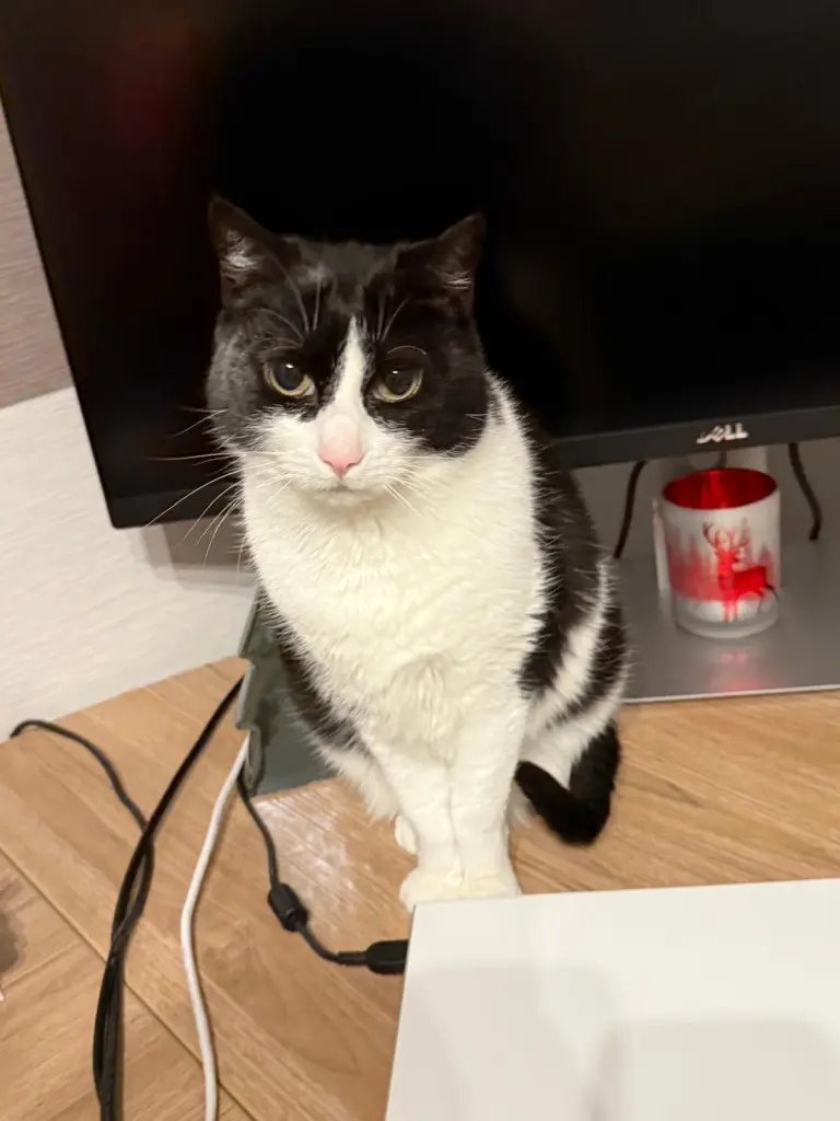 Dein Arbeitsplatz mit Daddy ♥️🐾