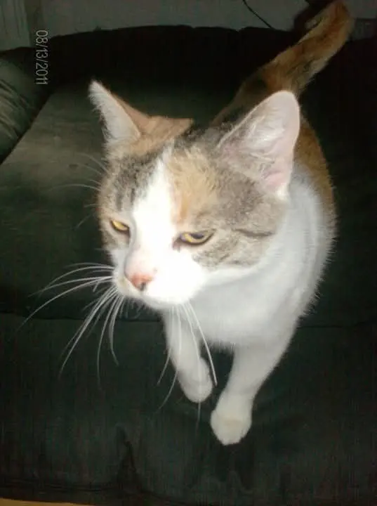 Condolence image of Daniela Deffland