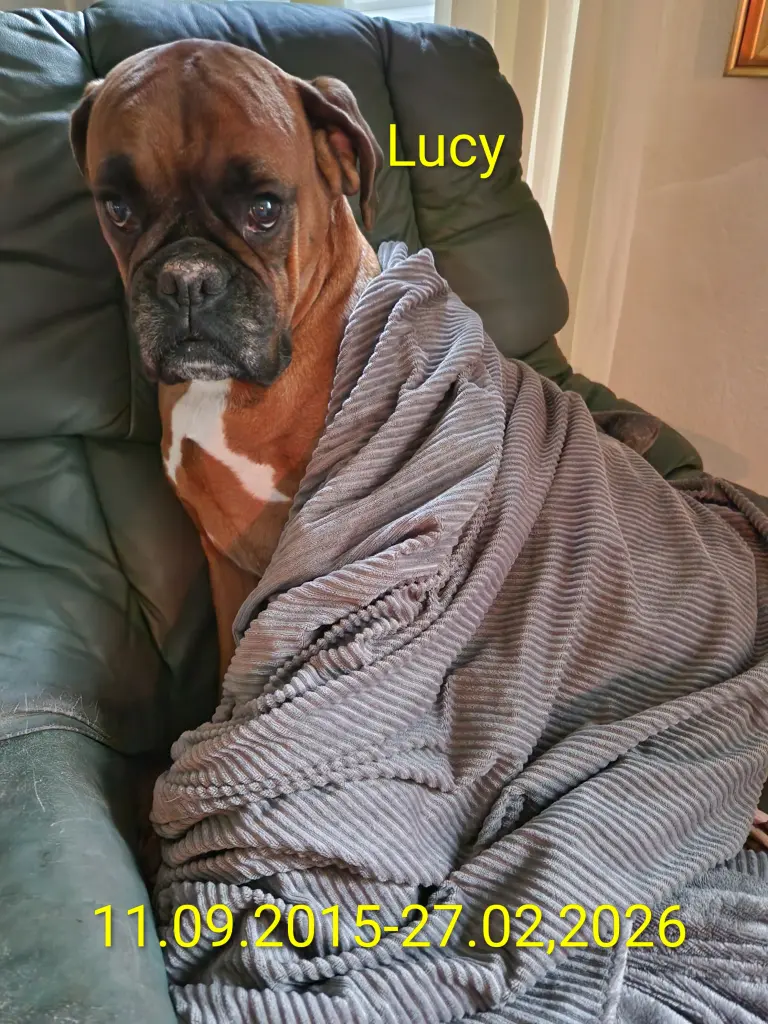 Image from Lucy