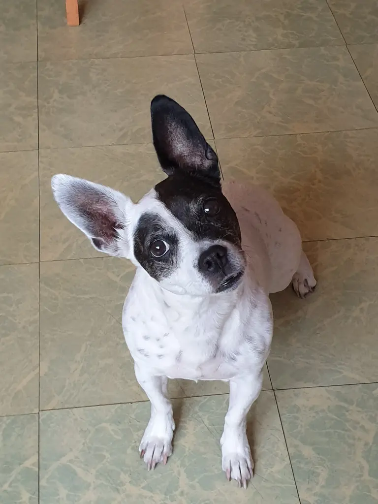 Image from Coco