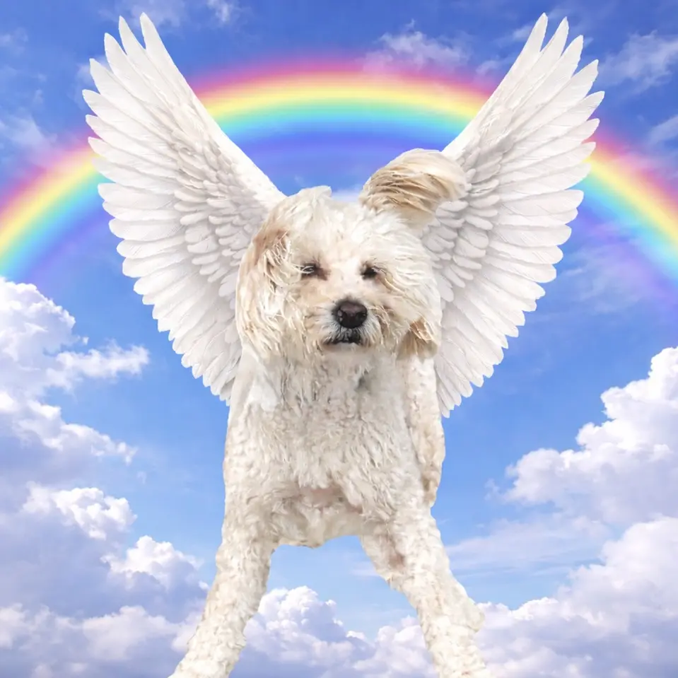 Condolence image of Robert Stolle