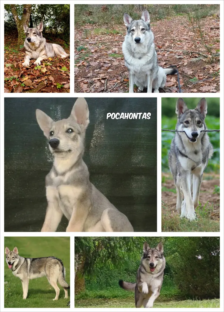 Image from Pocahontas