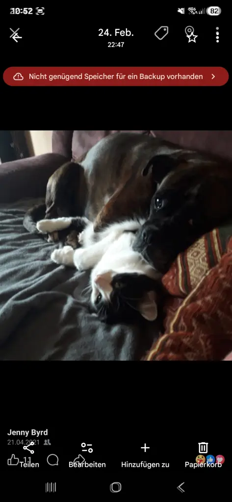 Gizmo & Kahlua ❤️