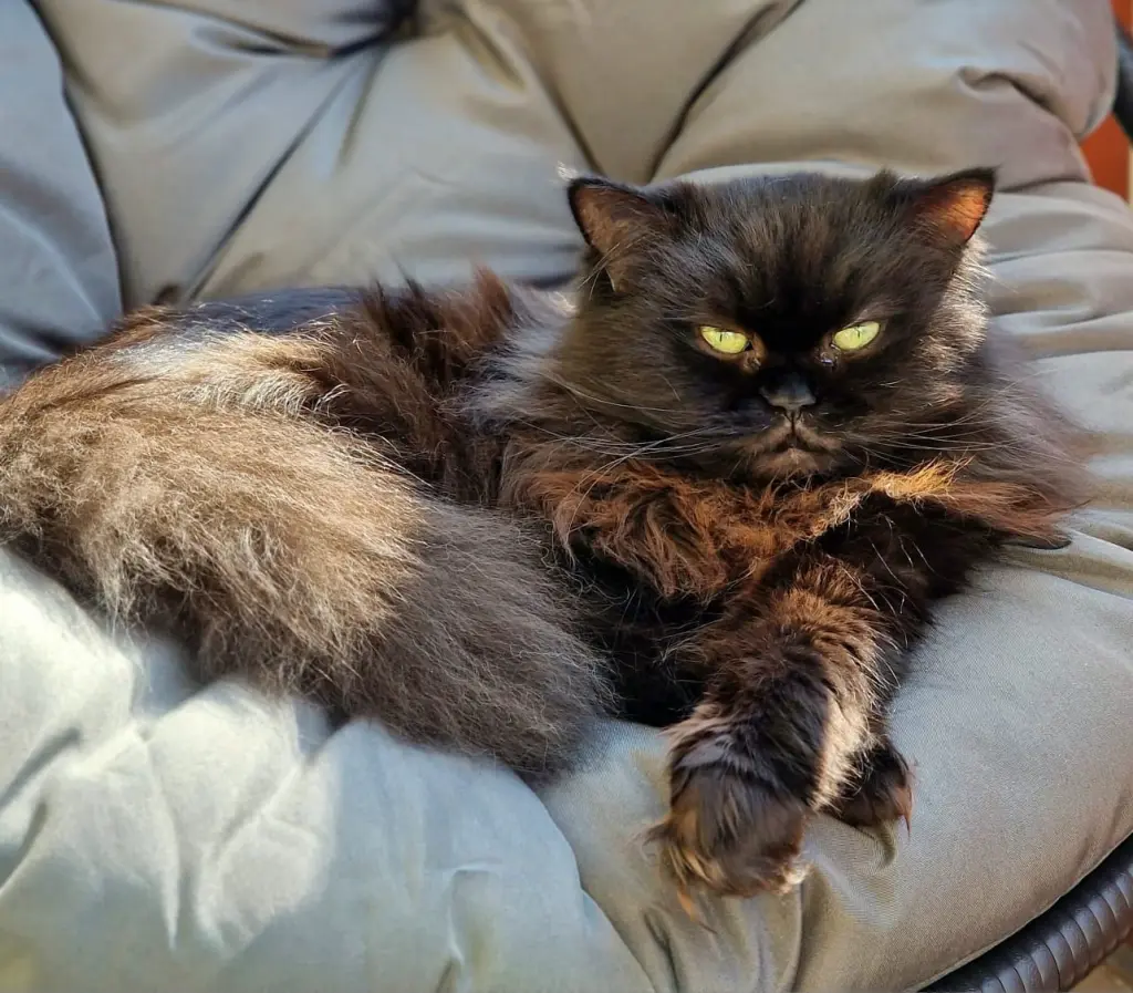 Mein sonnengeküsster Prinz