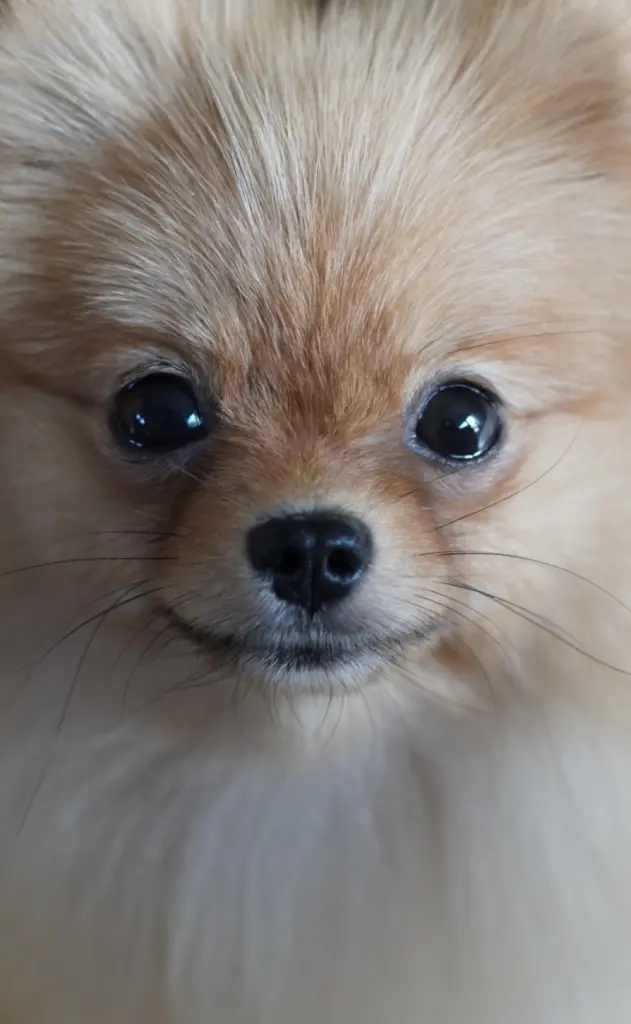 Condolence image of Lilly