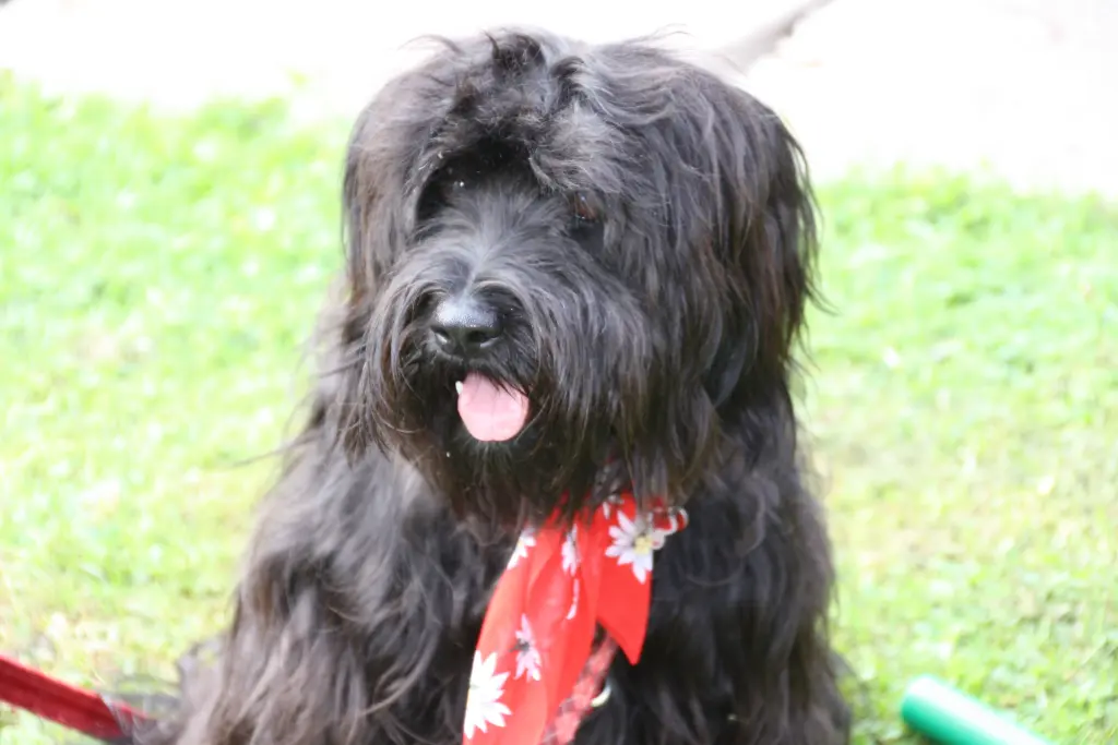 Maggie