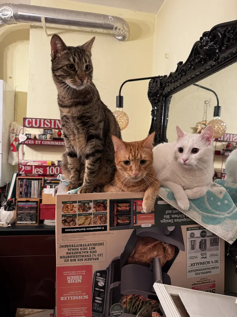 Willy, Barbaros, inci