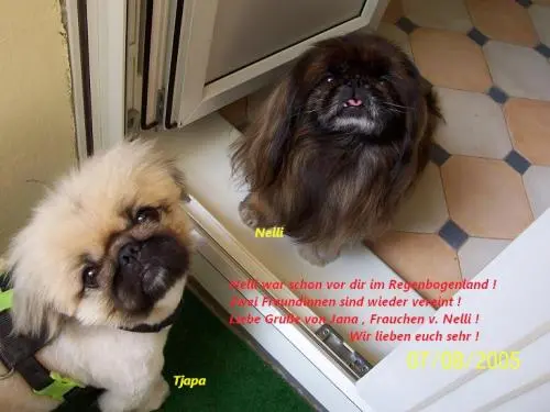 Image from unsere Perlen Sina und Nelli   !