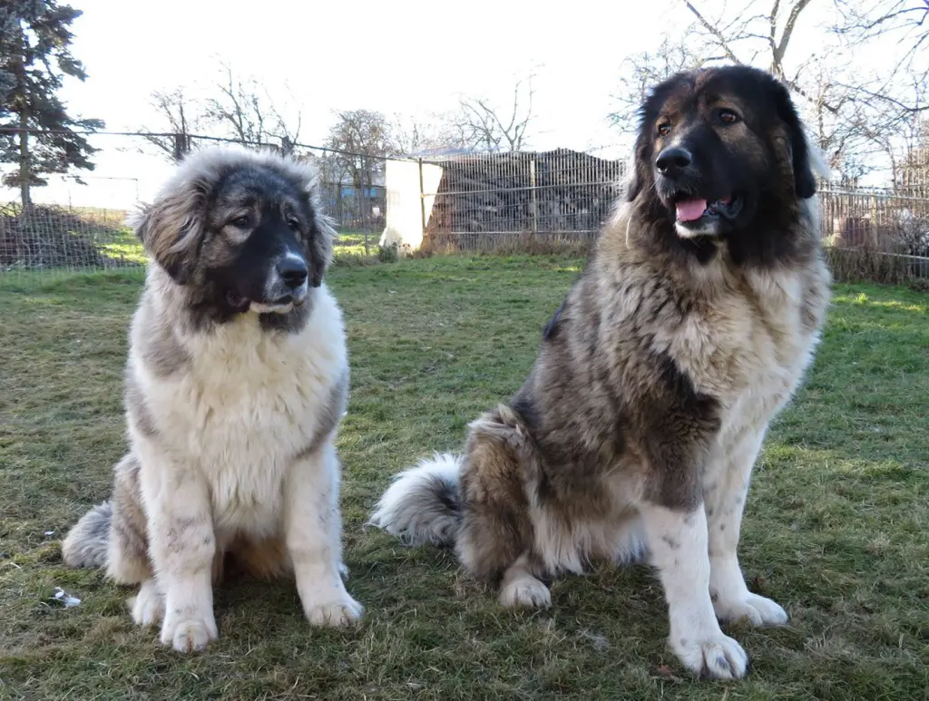 Ruslana - 5 Monate alt - mit ihrer großen Freundin Slawa