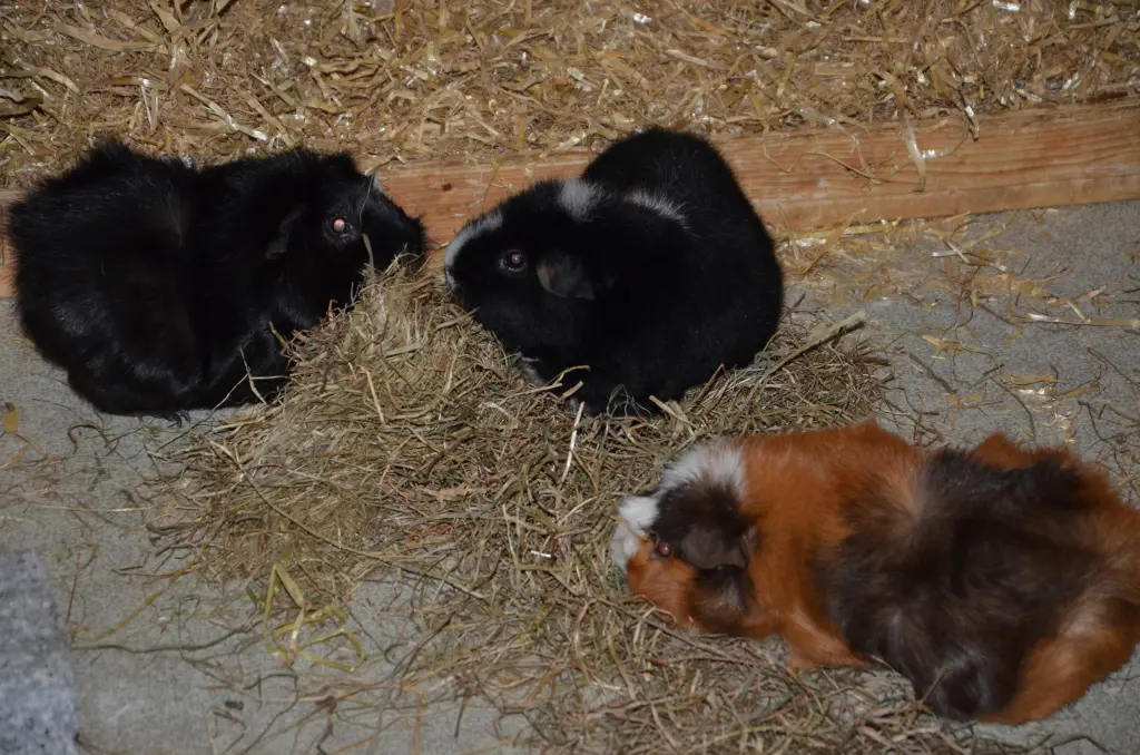 Lilly mit Nelé und Manni