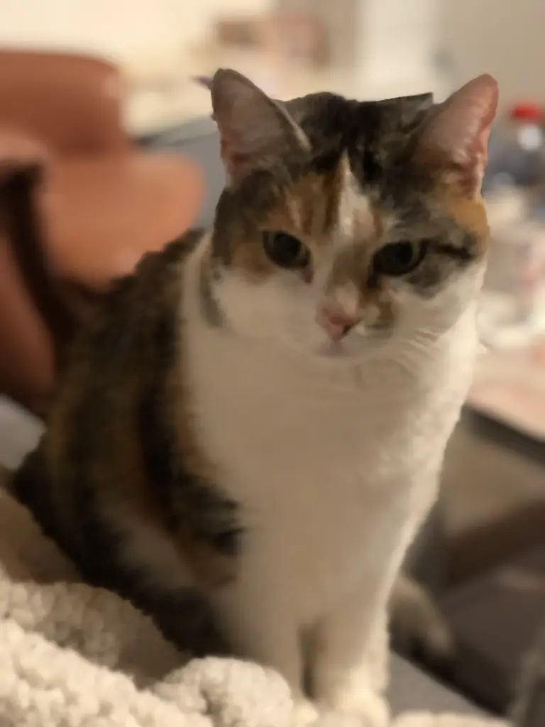 Image from Frau Lotta