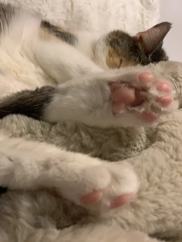 Image from Frau Lotta